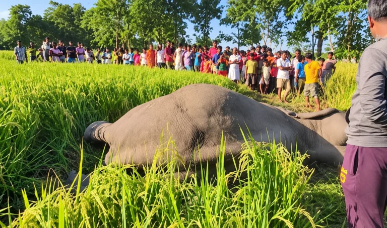 पश्चिम बंगाल: जलपाईगुड़ी के नागराकाटा में धान के खेत से मिला हाथी का शव, करंट से मौत की आशंका