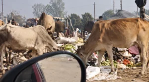 दतिया में ट्रेंचिंग ग्राउंड पर 15 दिन से जल रहा कचरा, प्लास्टिक-पॉलिथीन के धुएं से प्रदूषण का खतरा