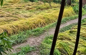 छत्तीसगढ़ में चक्रवात अर्नब का किसानों पर दोहरा असर, बारिश और तेज हवाओं से खेतों में बिछी धान की फसल; नुकसान का सर्वे कराएगी सरकार
