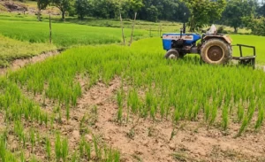 कर्नाटक: पानी के बिना सूख गई धान की फसल, लाचार किसान ने समतल कर दिया खेत; तिंबोली की घटना ने बढ़ाई चिंता