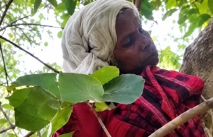 शहडोल: जैतपुर के जंगल में पेड़ से लटका मिला 65 वर्षीय महिला का शव, पुलिस जांच में जुटी